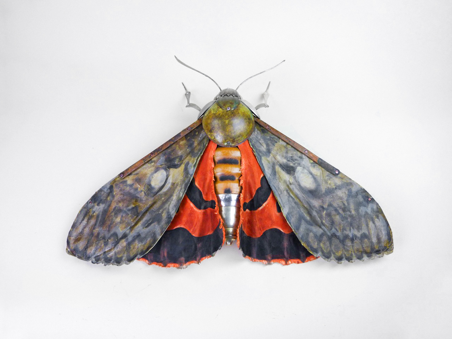 Underwing Moth by Dean Patman