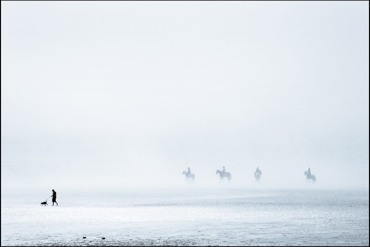 Image of Sea Horses