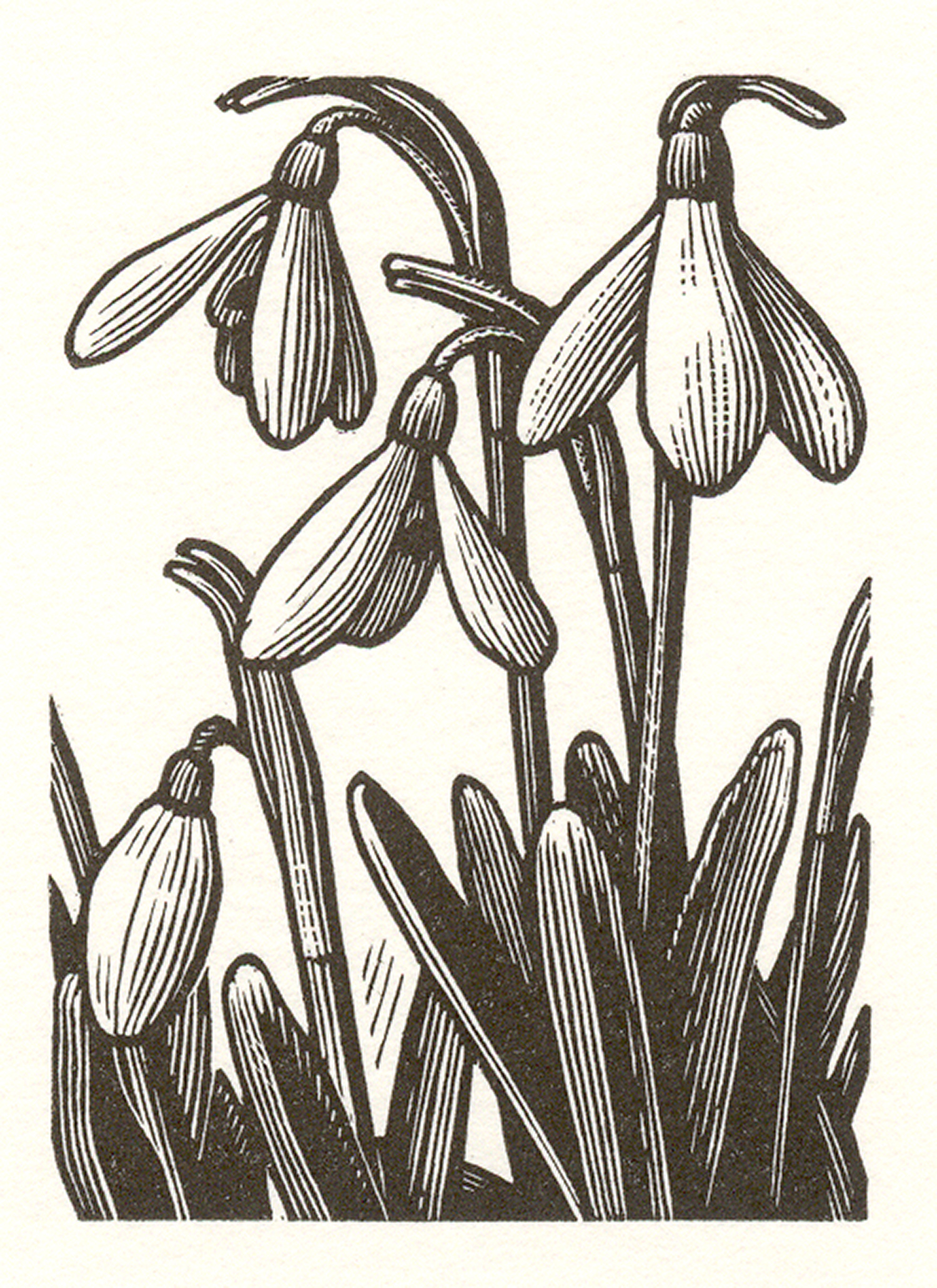 Snowdrops by Howard Phipps