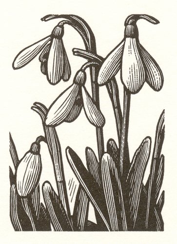 Image of Snowdrops