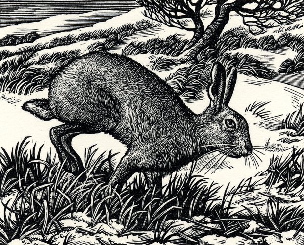 Image of Ambling Hare