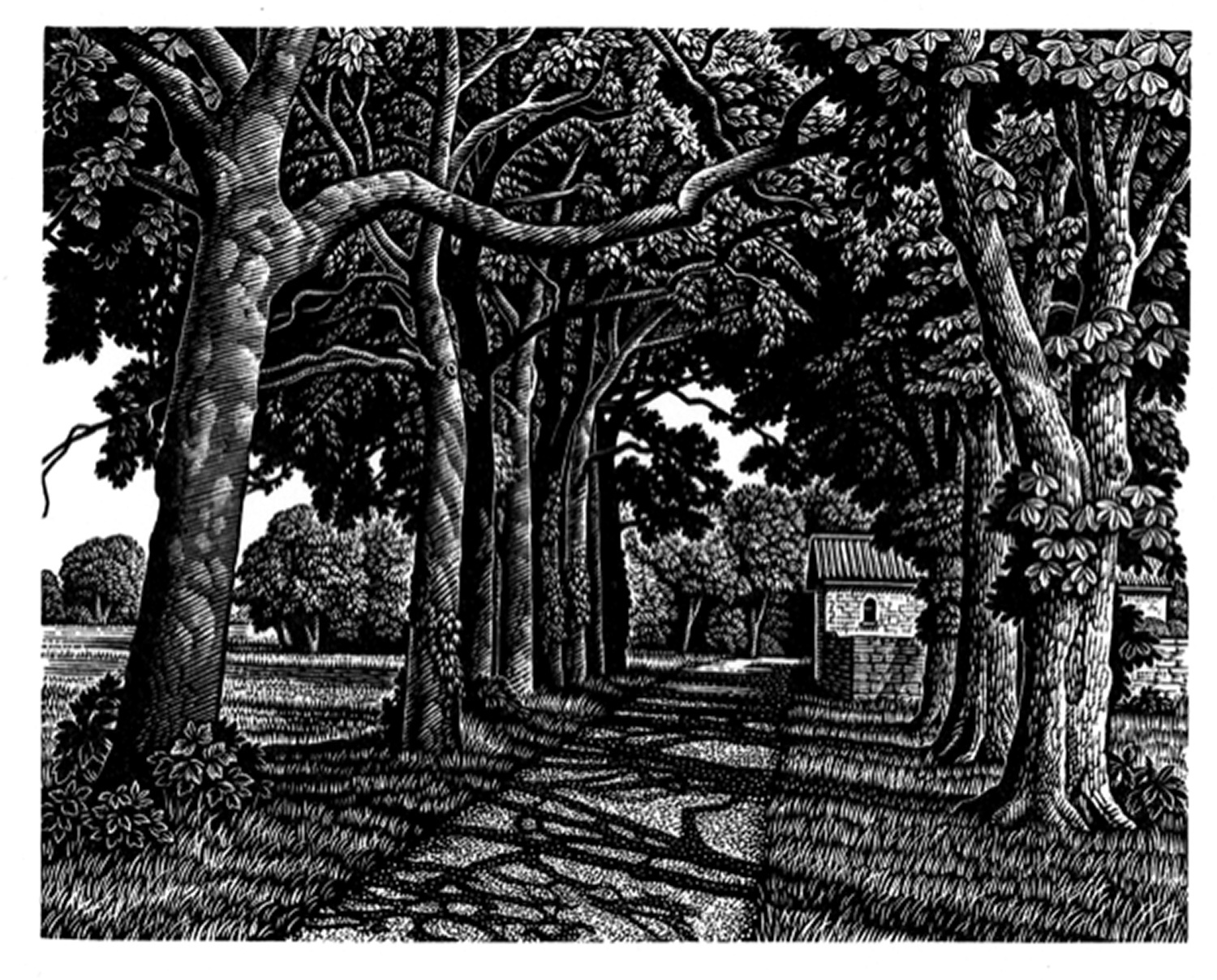 Avenue of Trees in Summer by Howard Phipps