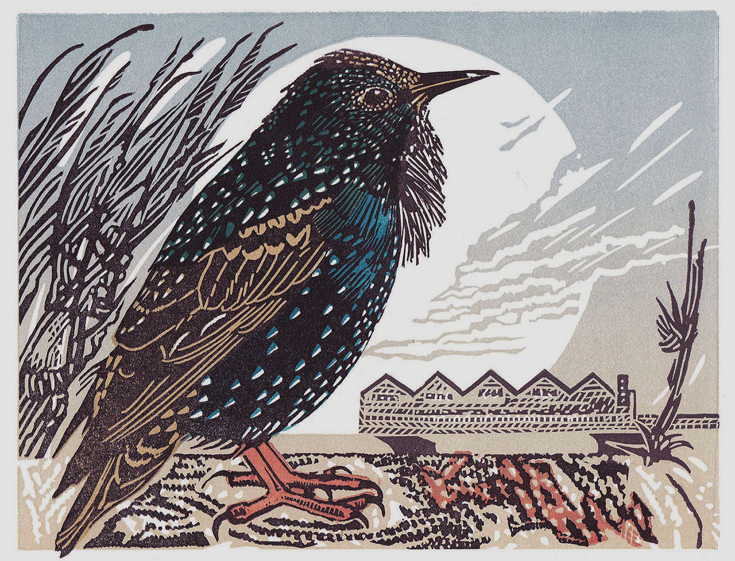 Starling by Pam Grimmond