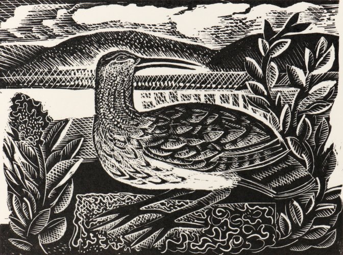 Image of W is for Whimbrel