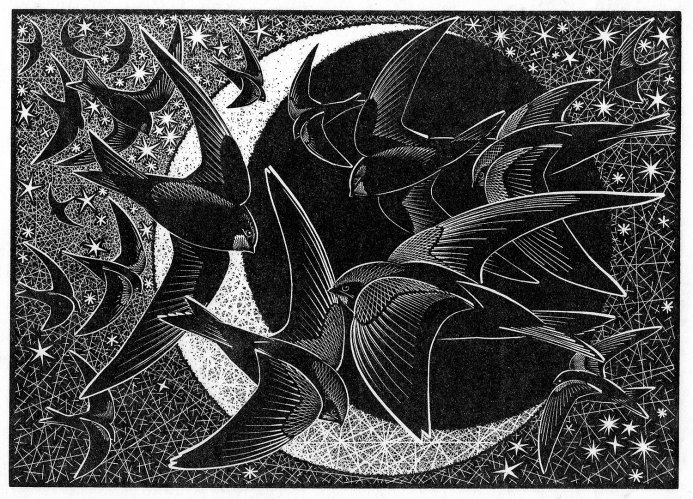 Image of Nocturnal Encounters-Swifts, Stars and Sickle Moon