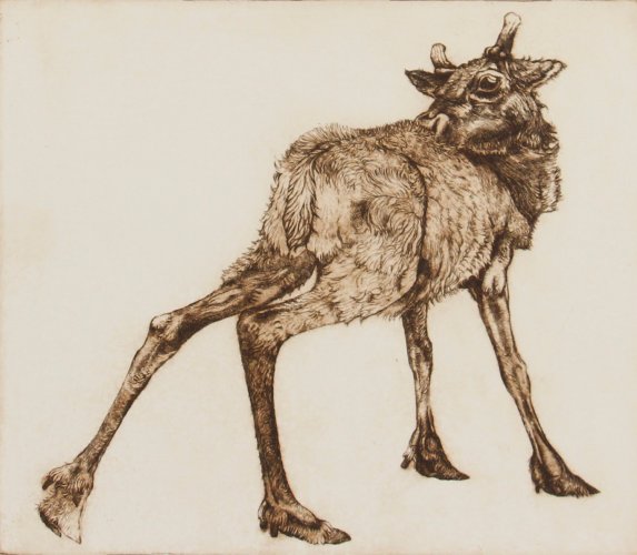 Image of Young Reindeer