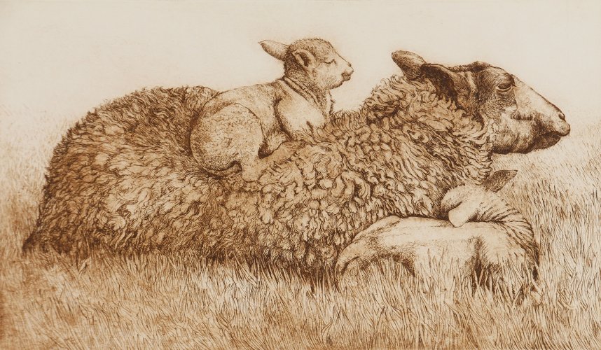 Sheep & Lambs (on back)