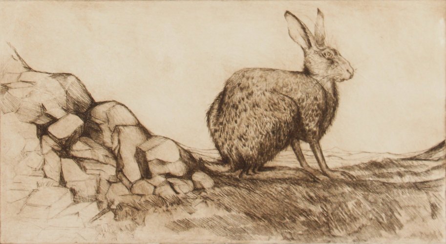 Image of Startled Hare