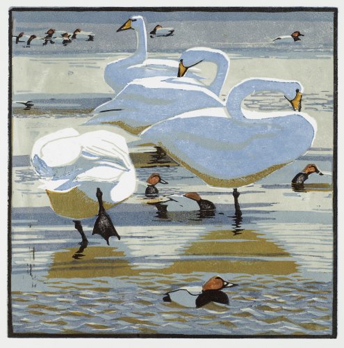 Whooper Swans and Pochards