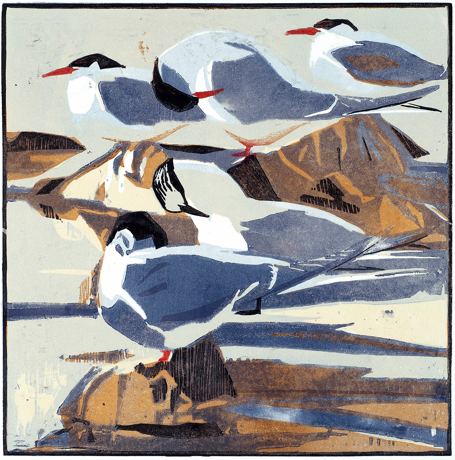 Arctic Terns by Robert Greenhalf