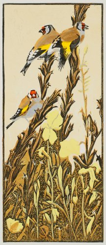 Image of Goldfinches & Evening Primroses