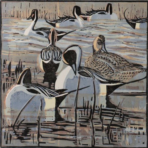 Image of Pintails