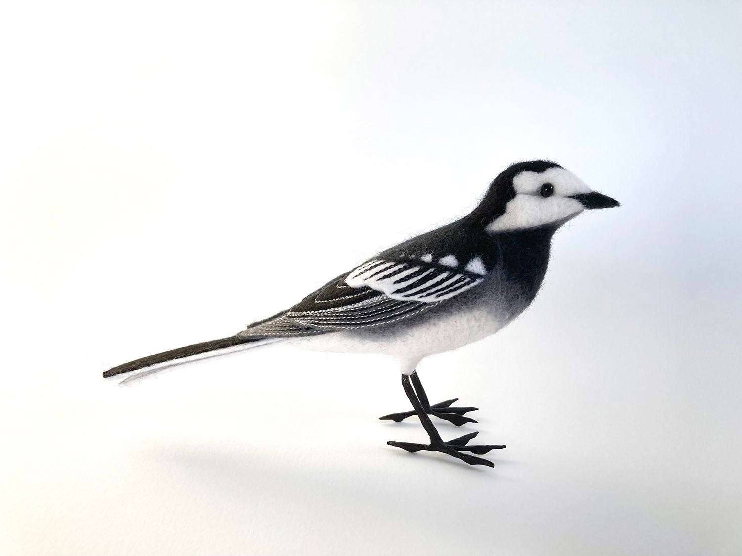 Pied Wagtail by Russell Wilson
