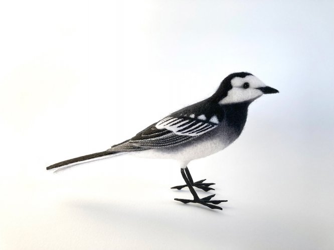 Image of Pied Wagtail