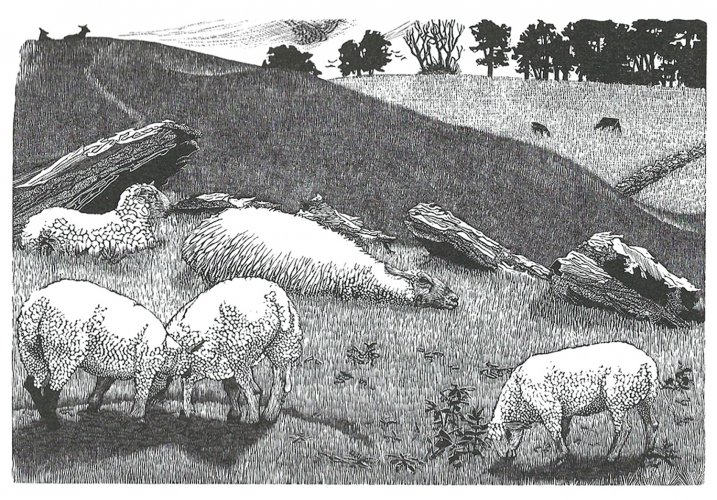 Fat lambs at Arbor Low