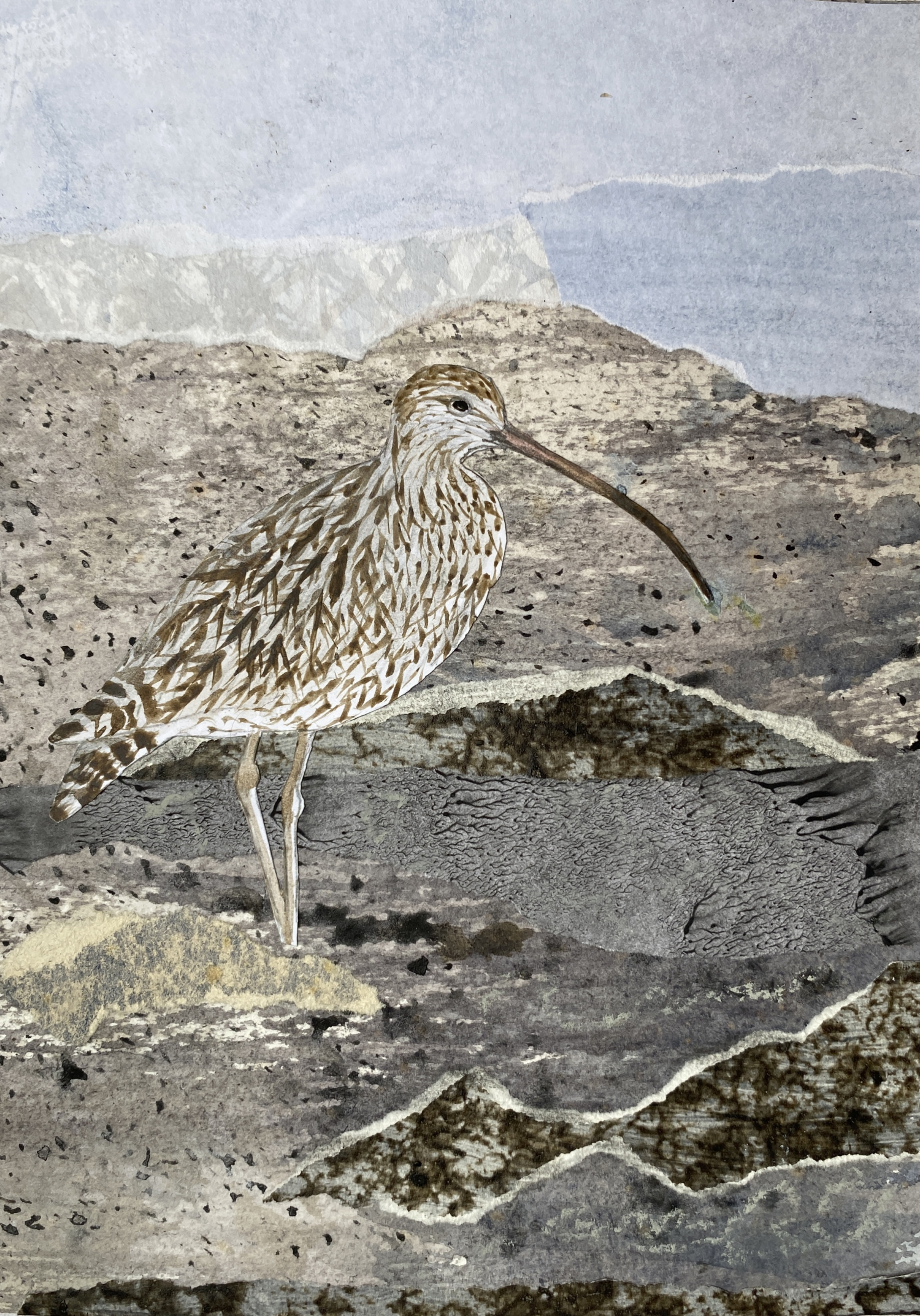 A4 Curlew by Eleanor Allitt