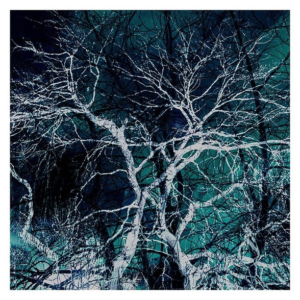Ghost Trees by Mark Lovelock
