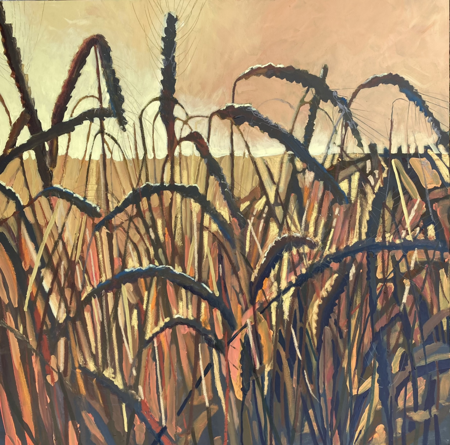 Barley, sunrise, Suffolk by Ben Wardle