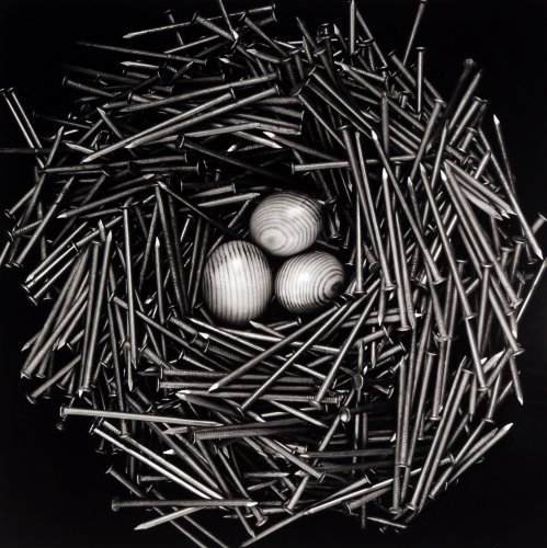 Image of Nest