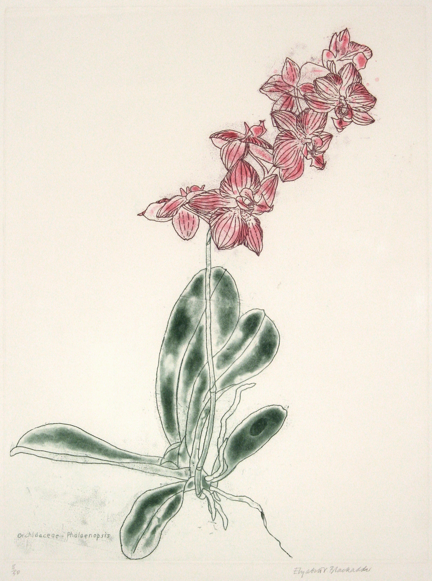 Orchid Phalaenopsis by Elizabeth Blackadder