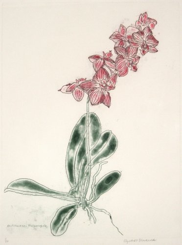 Image of Orchid Phalaenopsis