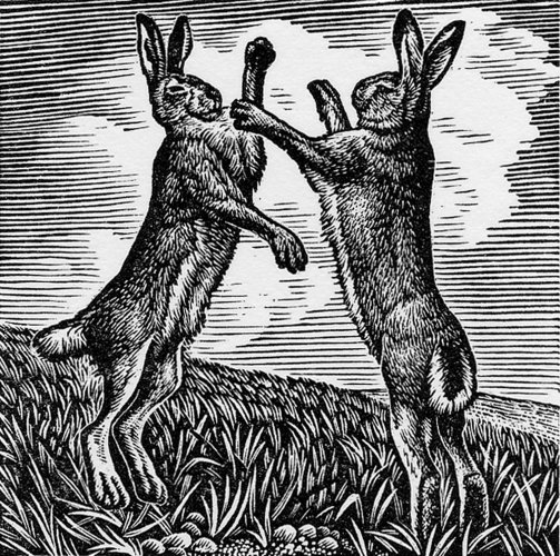 Boxing Hares