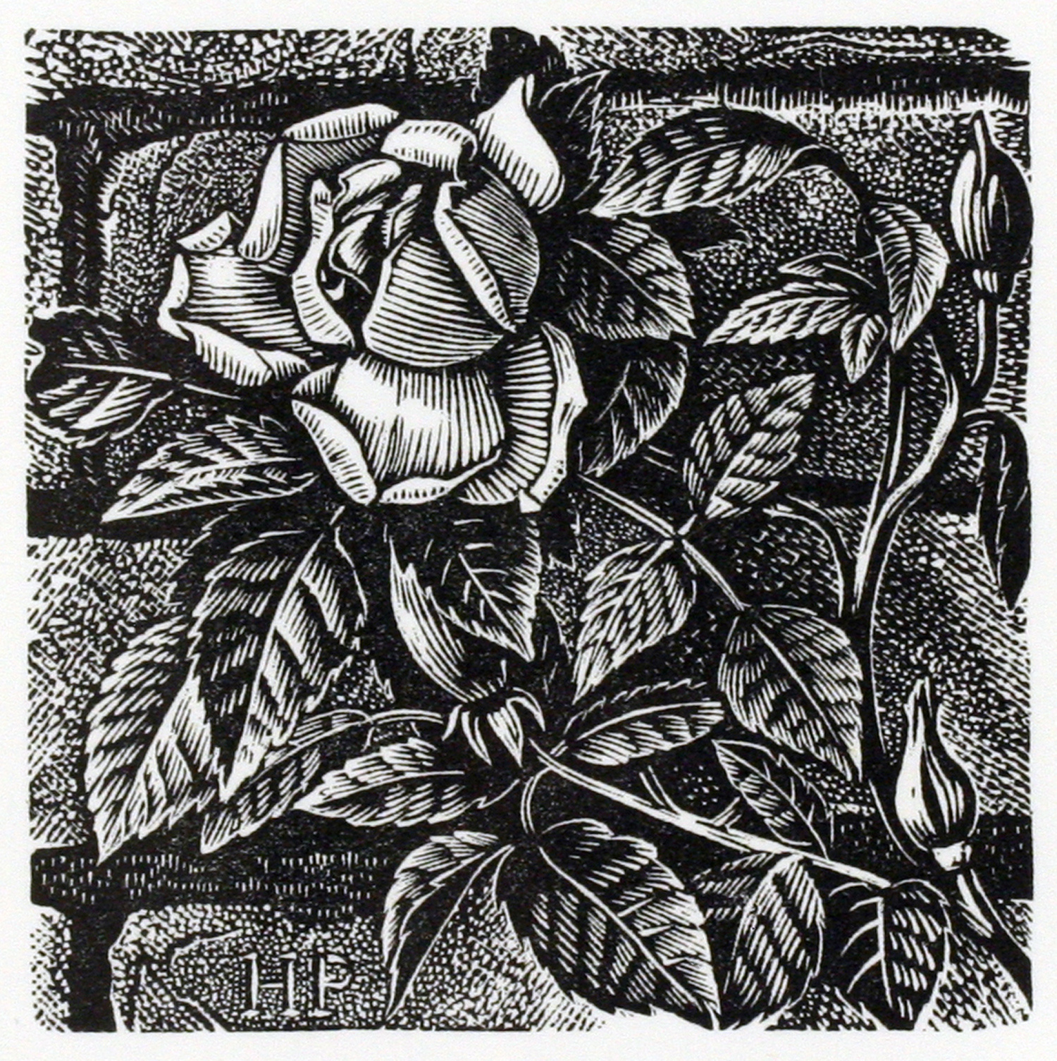 Climbing Rose by Howard Phipps