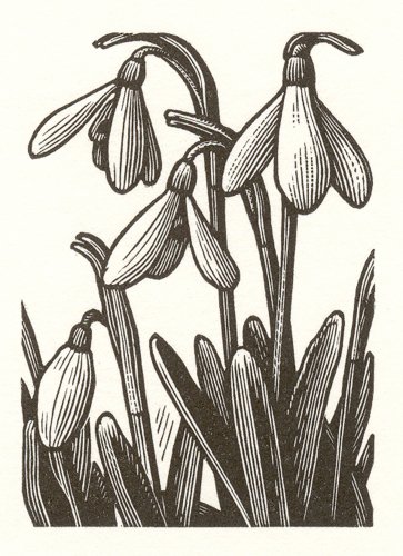 Snowdrops