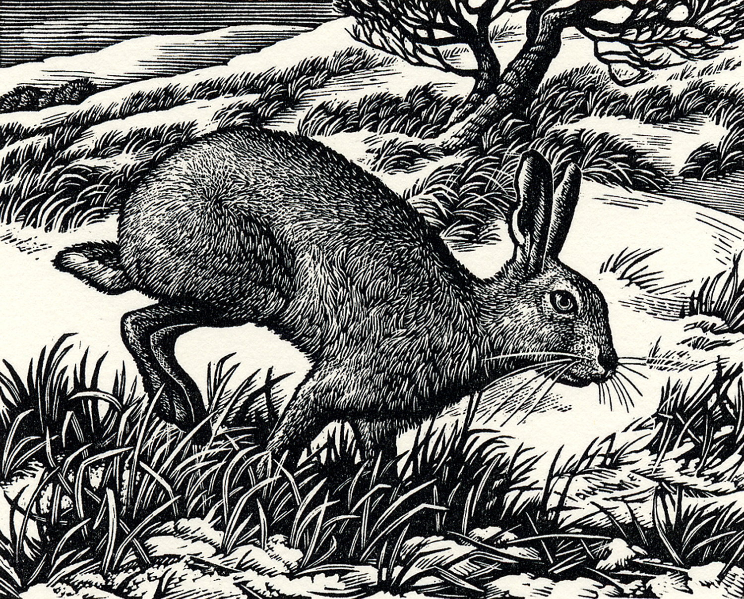 Ambling Hare by Howard Phipps