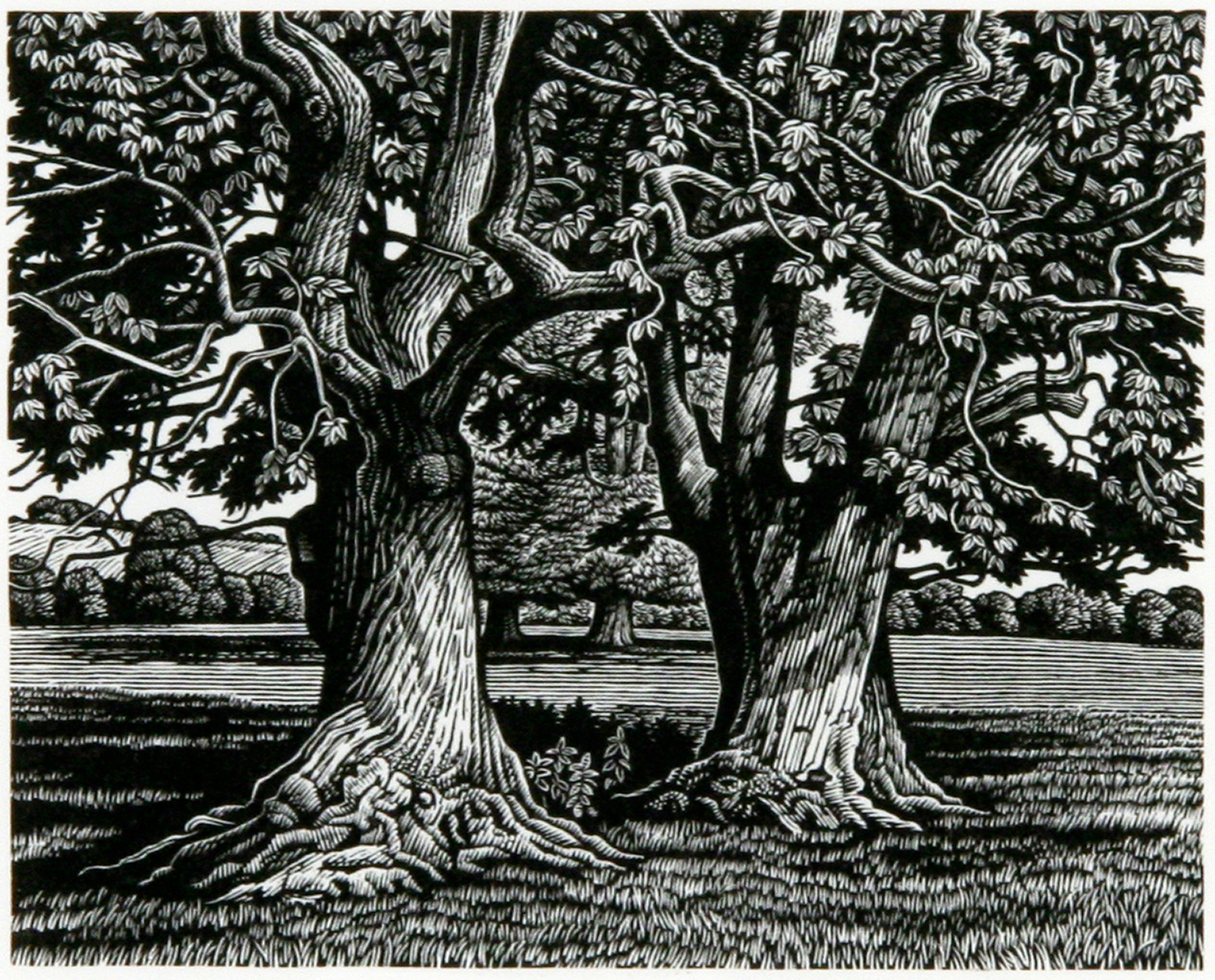 Sweet Chestnut Trees by Howard Phipps