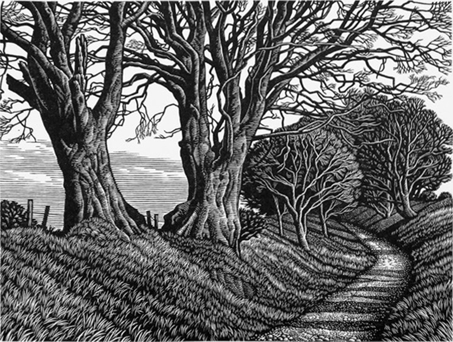 Lewesdon Hill Beeches by Howard Phipps