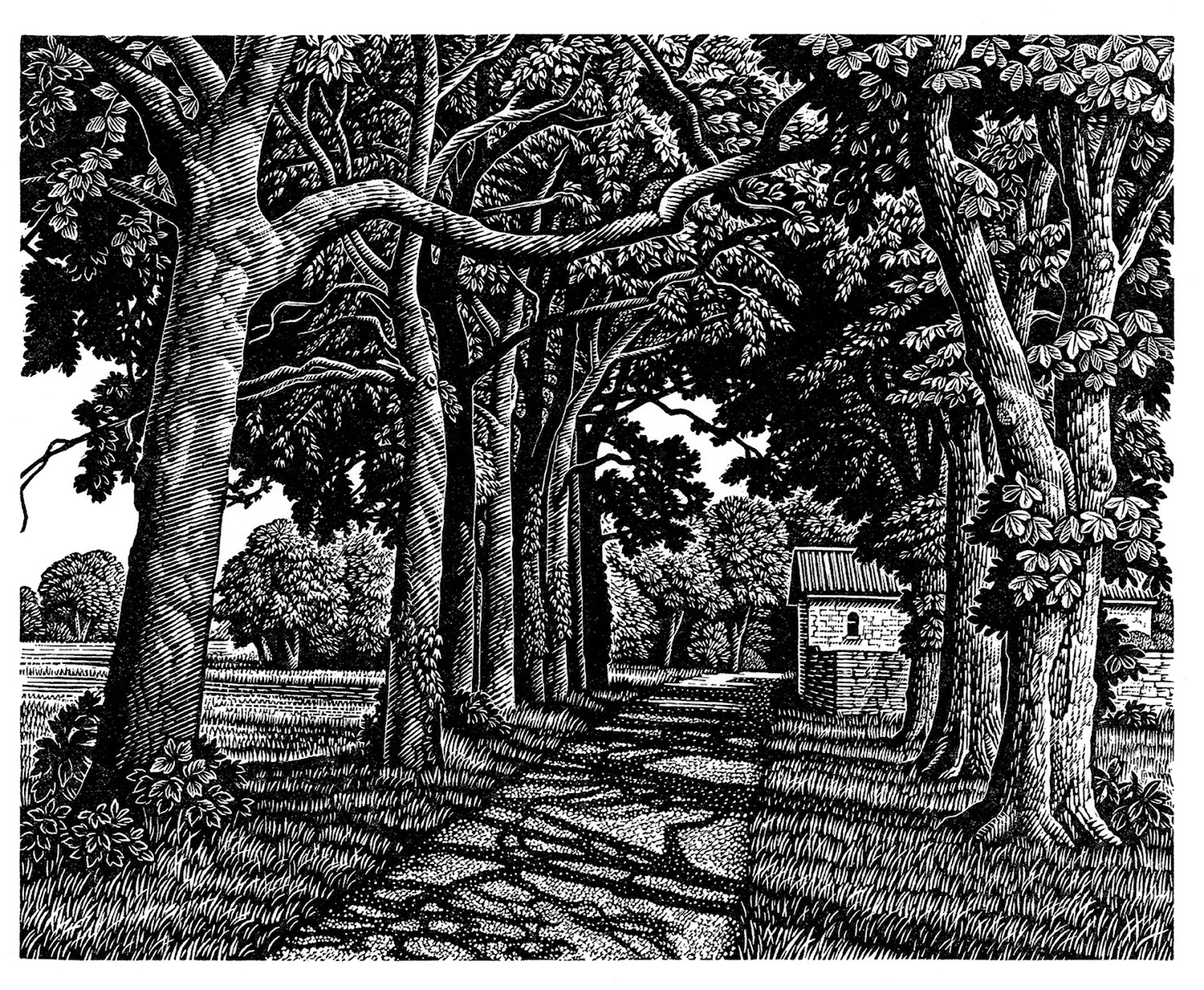 Avenue of Trees in Summer by Howard Phipps