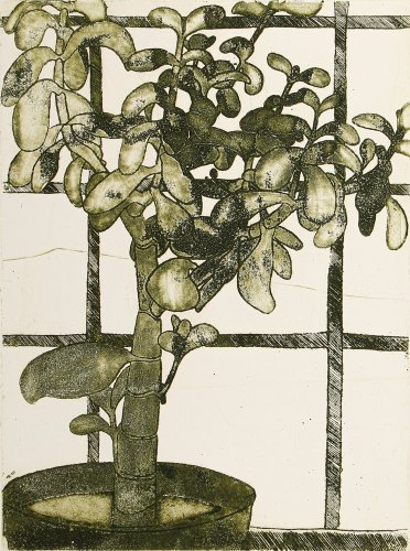 Crassula