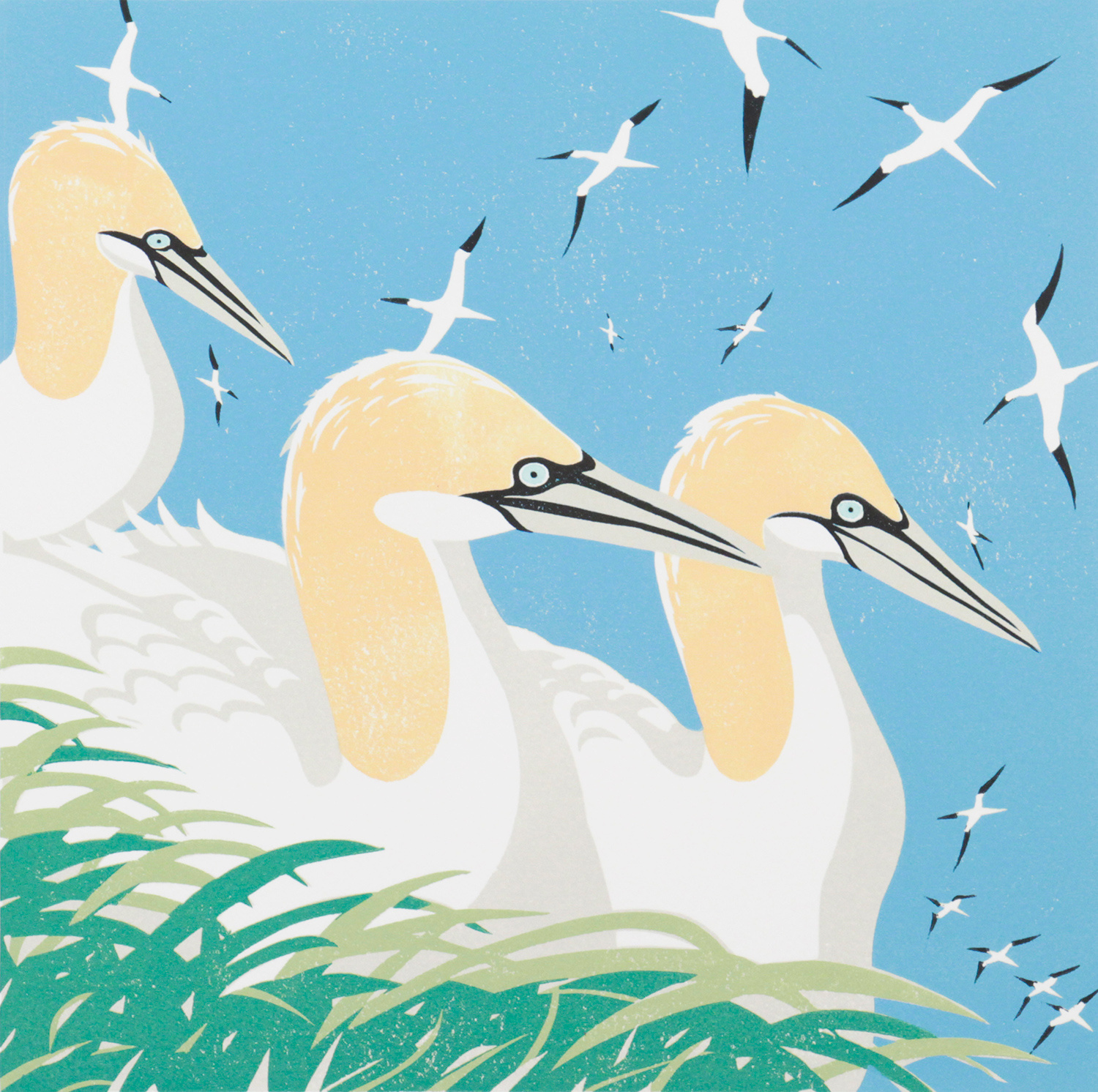 Bempton Gannets by Jeremy James