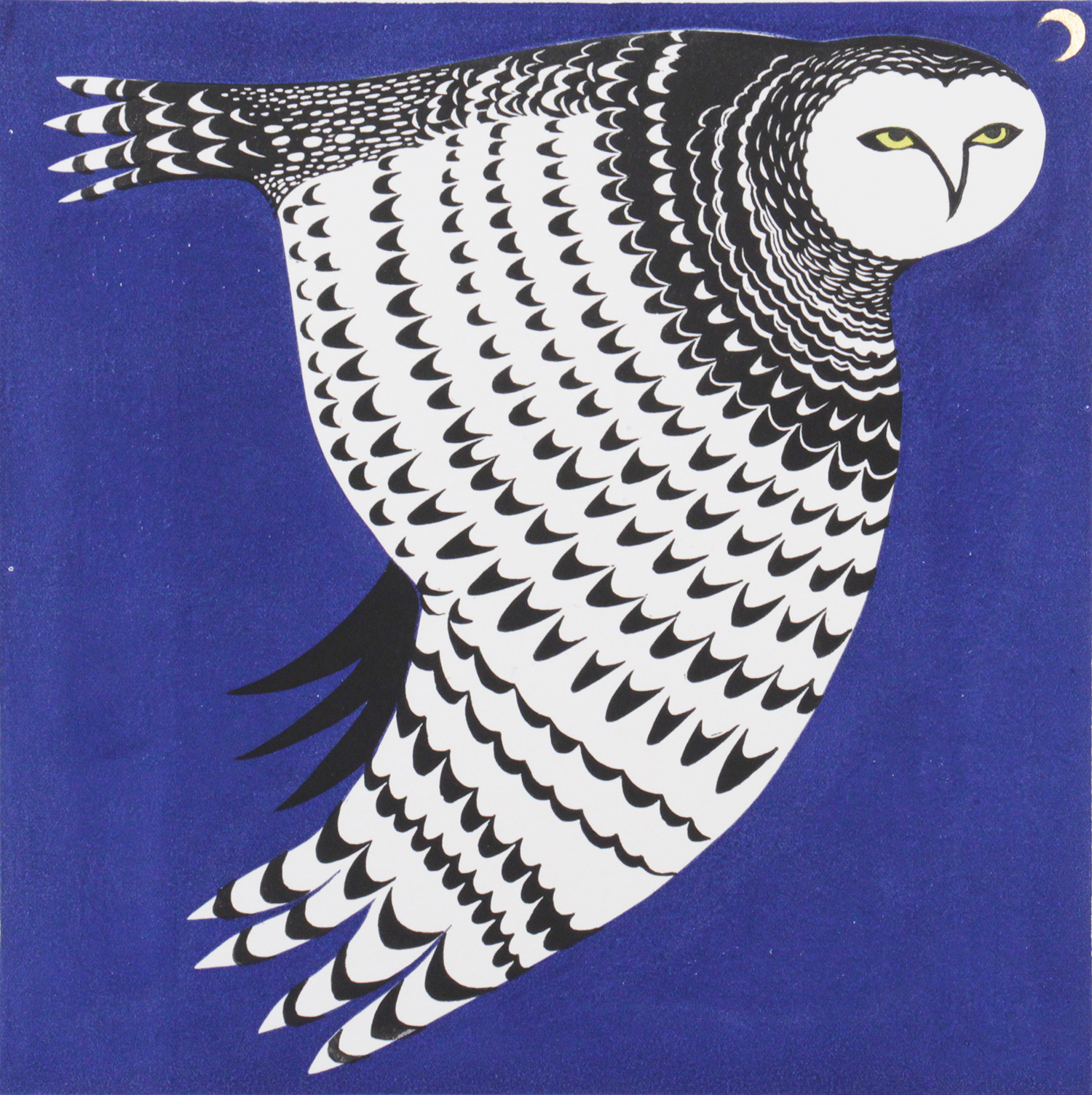 Snowy Owl by Jeremy James