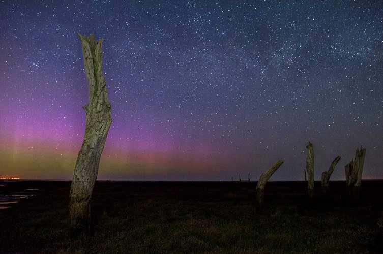 Image of The Aurora over the stumps at Thornham