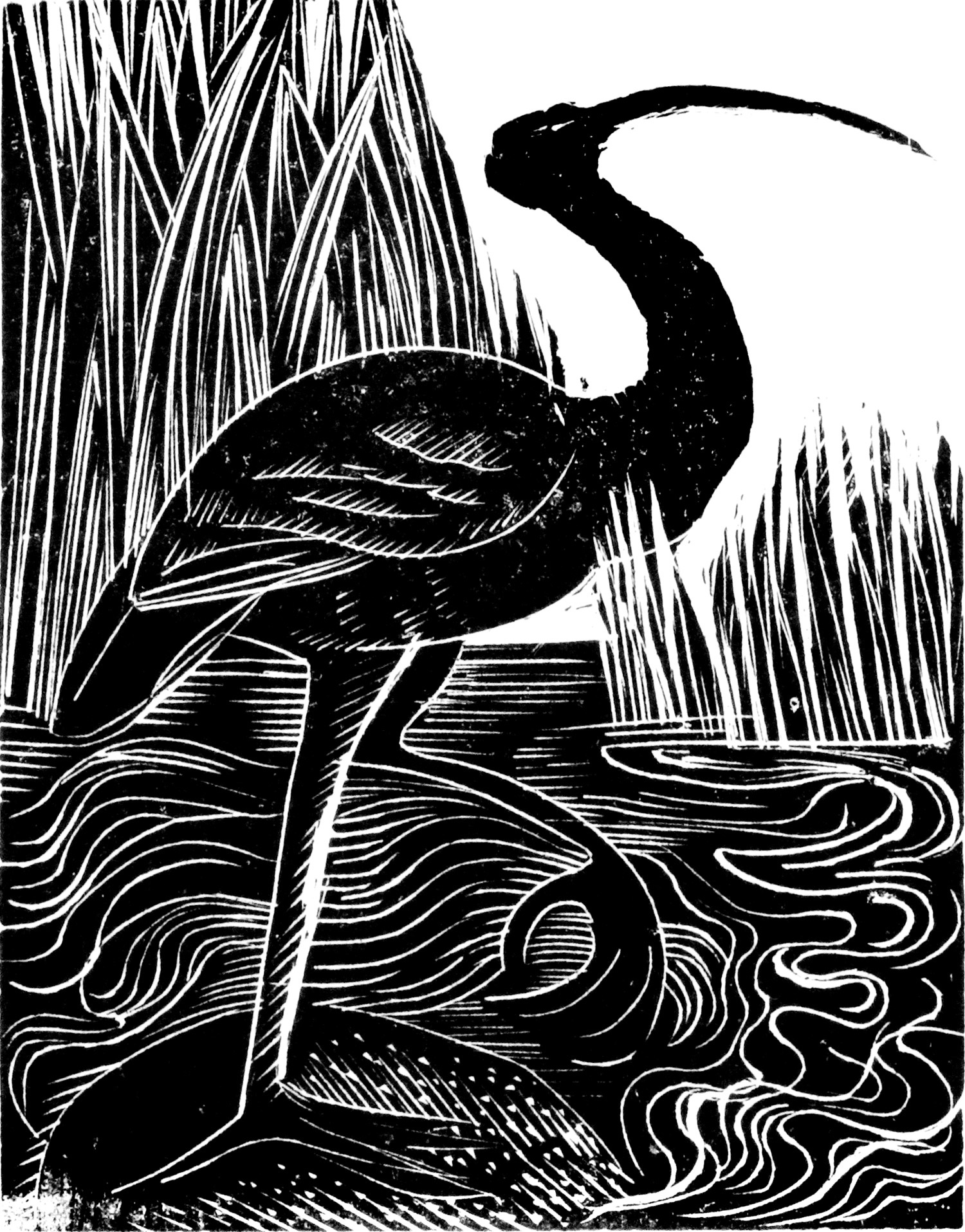 I is for Ibis by Angela Harding