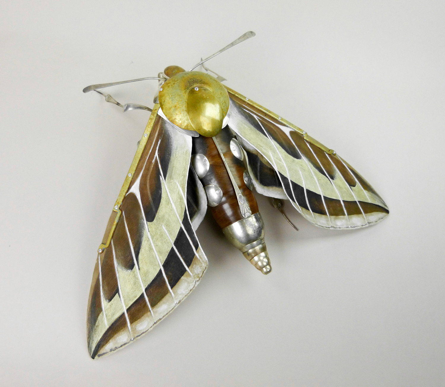 Striped Hawk Moth by Dean Patman