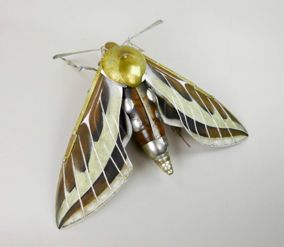 Striped Hawk Moth