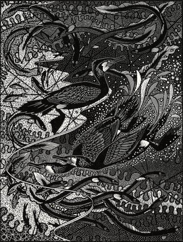 Image of Cormorants & Eels