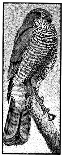 Image of Sparrowhawk