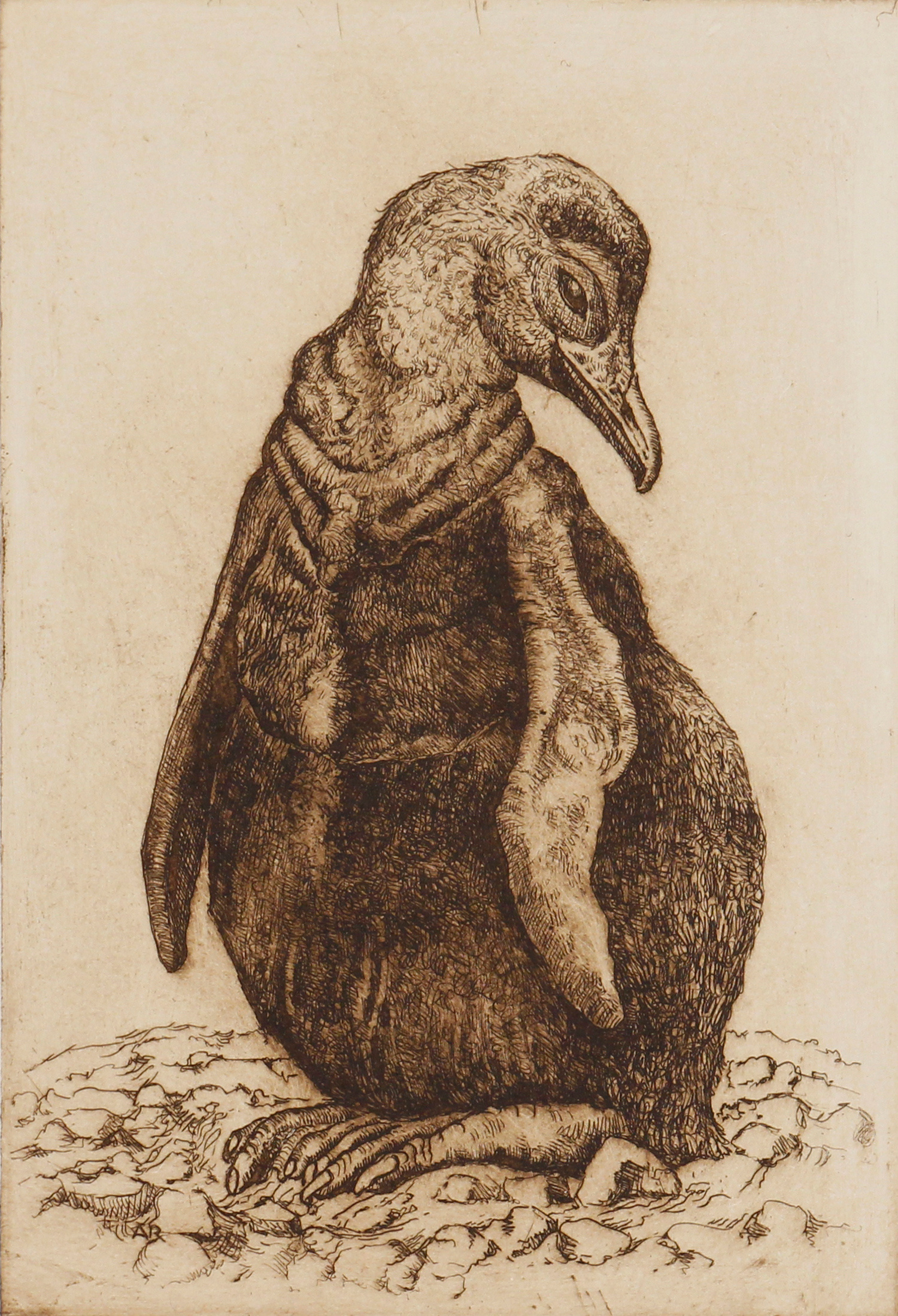 King Penguin Chick by Anna Ravenscroft