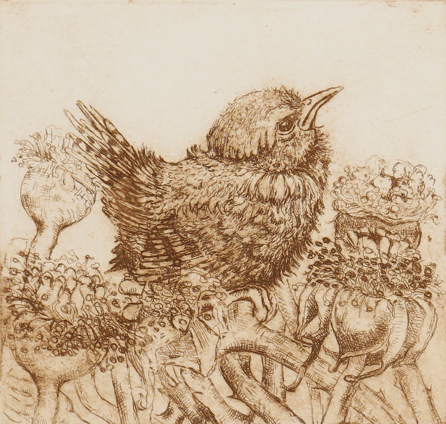 Fledgling Wren & Seedheads by Anna Ravenscroft