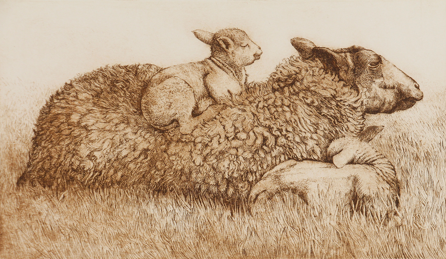 Sheep & Lambs (on back) by Anna Ravenscroft
