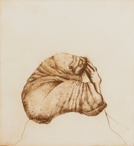 Image of Young Walrus II