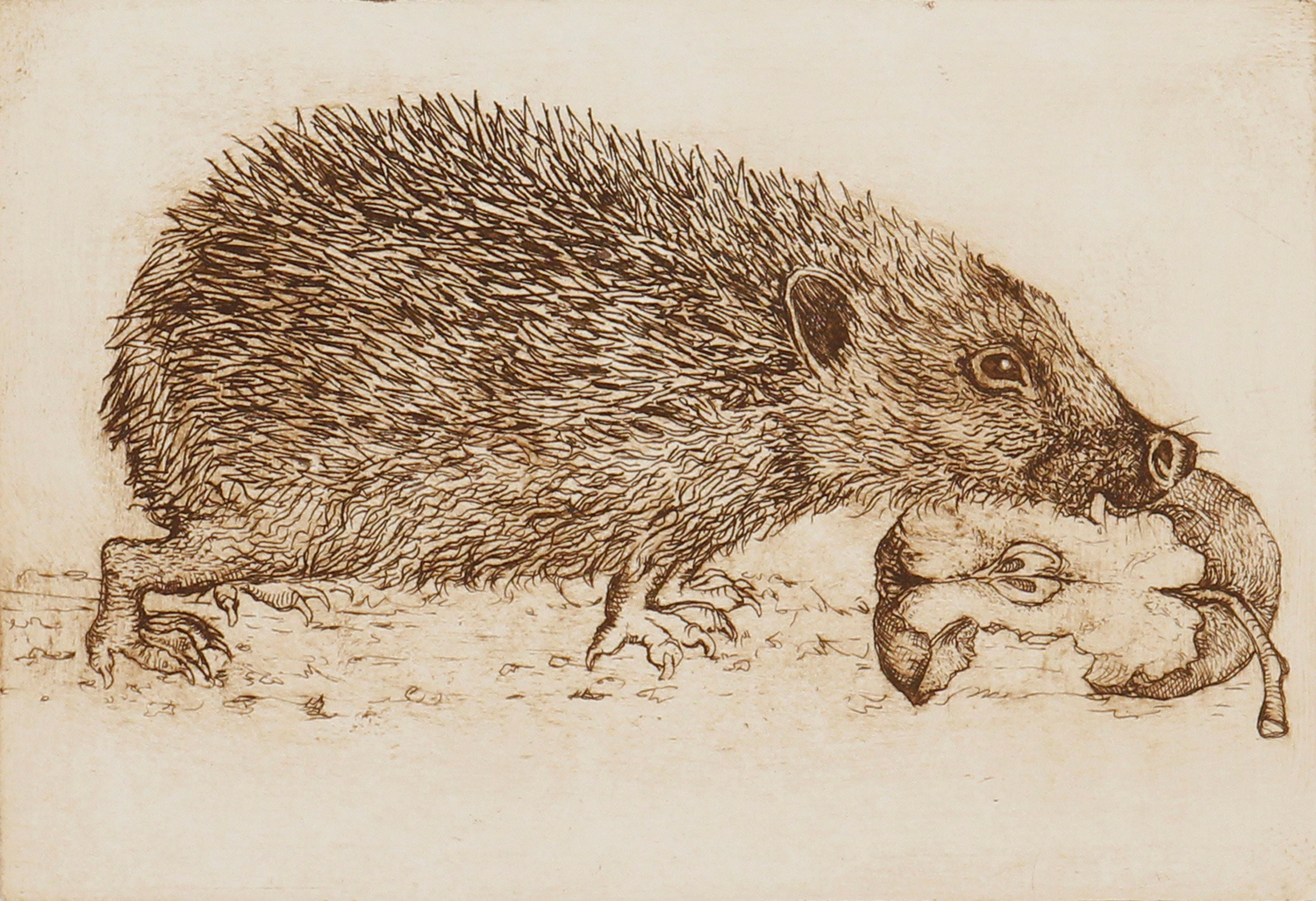 Hedgehog & Apple by Anna Ravenscroft