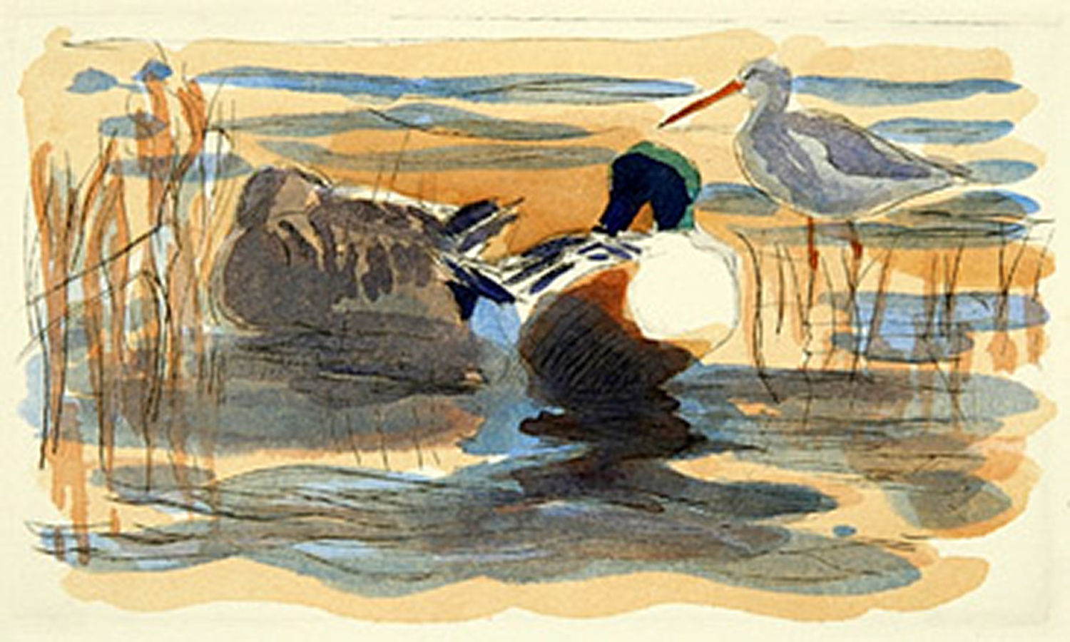 Shovelers & Spotted Redshank by Robert Greenhalf