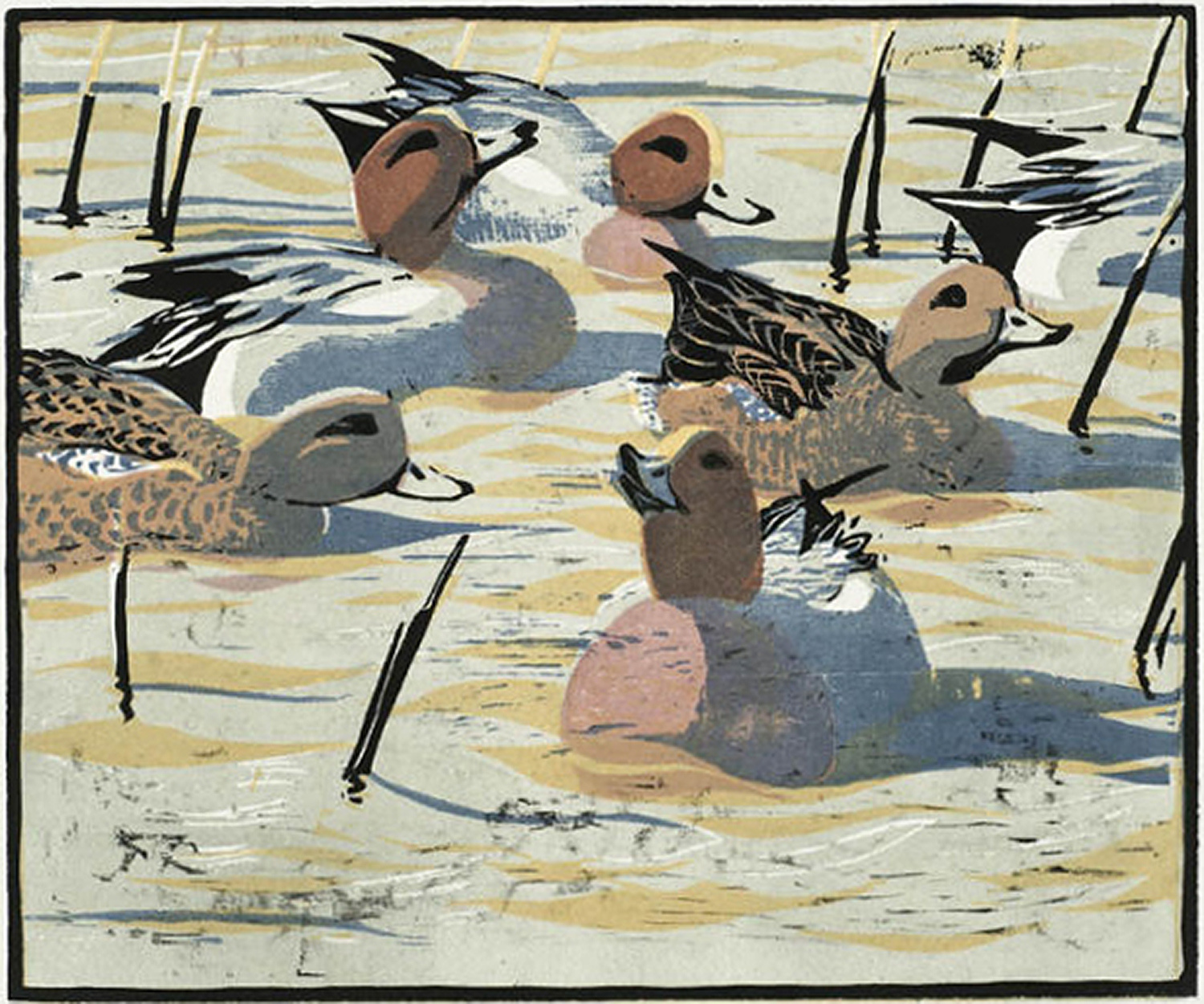 Wigeon by Robert Greenhalf