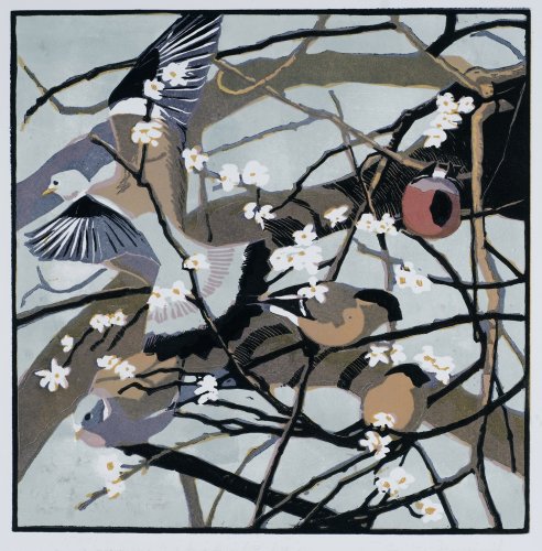 Bullfinches & Woodpigeons