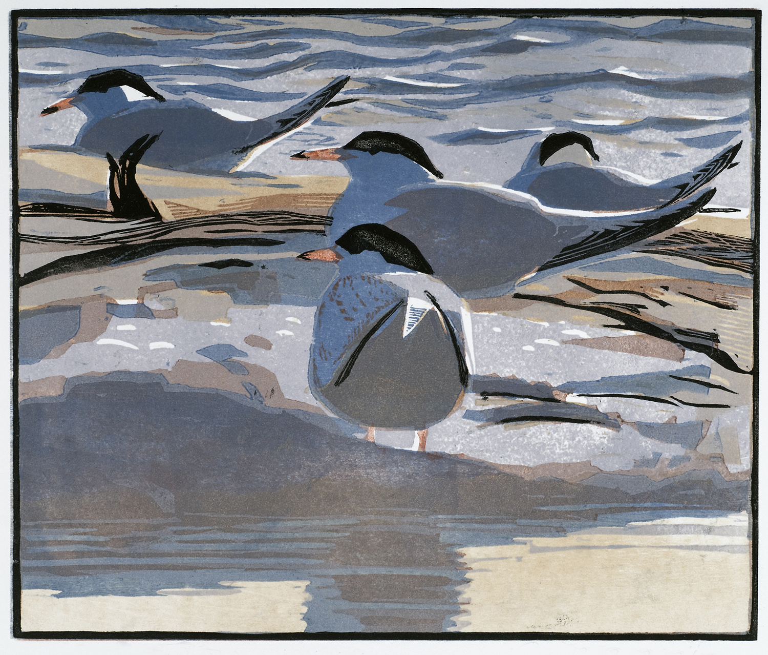 Common Terns by Robert Greenhalf